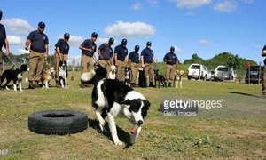 Western Cape police are seeking dog donations